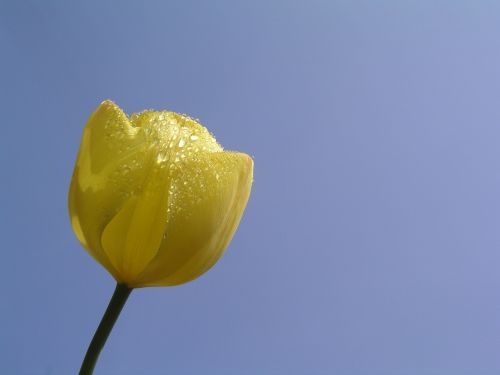 tulips flower bloom