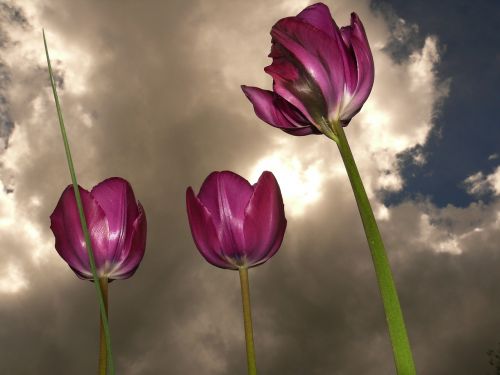 tulips back light beautiful