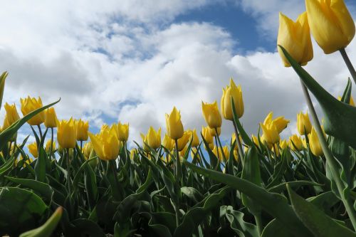 tulips yellow nature