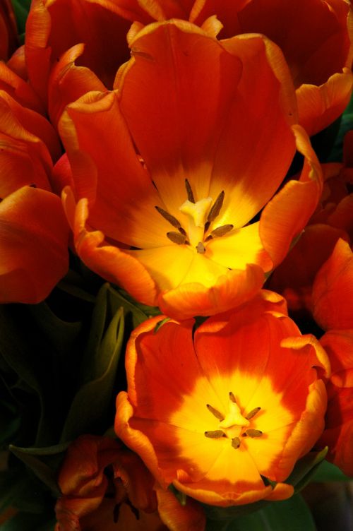 tulips flower flora