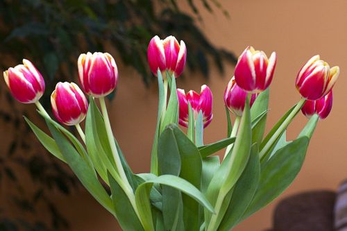 tulips flowers posy