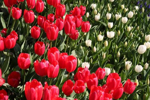 tulips spring red