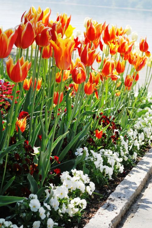 tulips flowers bloom