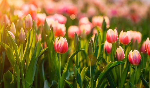 tulips flower garden