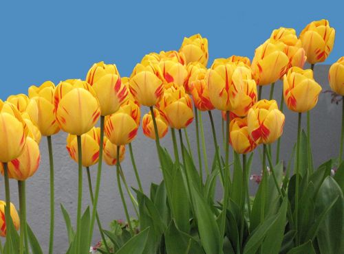 tulips flowers nature