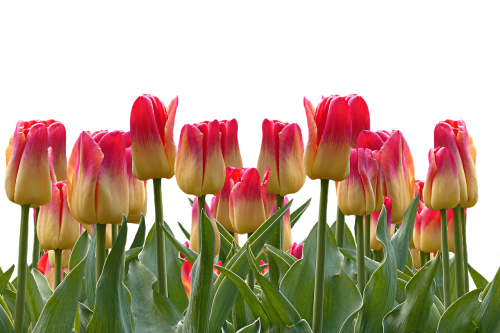 tulips spring easter