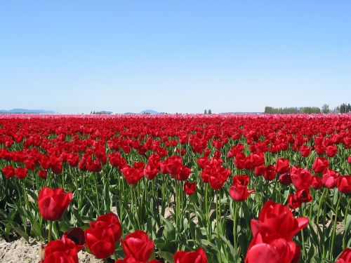 tulips field seattle