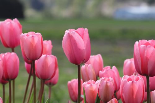 tulips flower spring