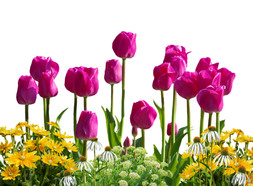 tulips flowers spring