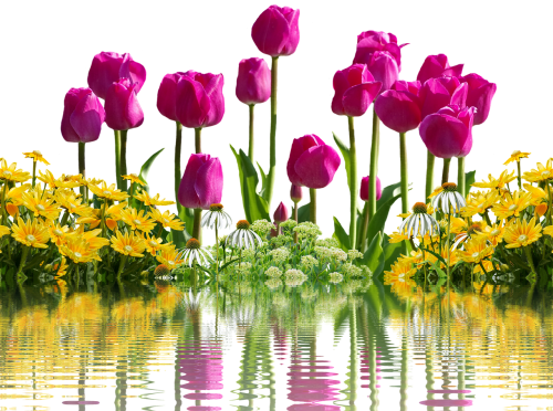 tulips flowers spring