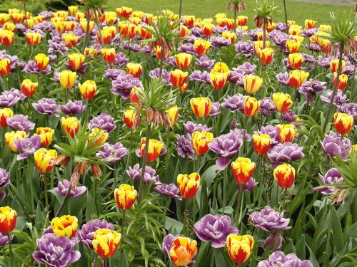 tulips park garden sigurtà valeggio sul mincio