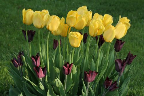 tulips flowers yellow