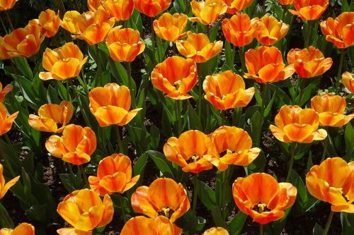 tulips garden plant