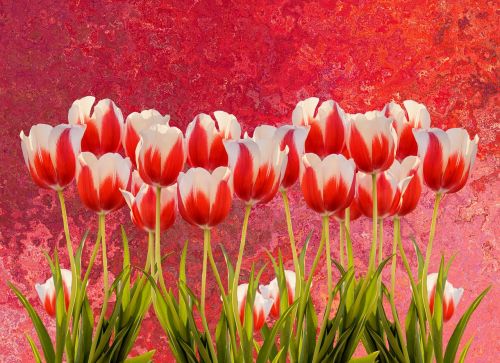 tulips spring nature