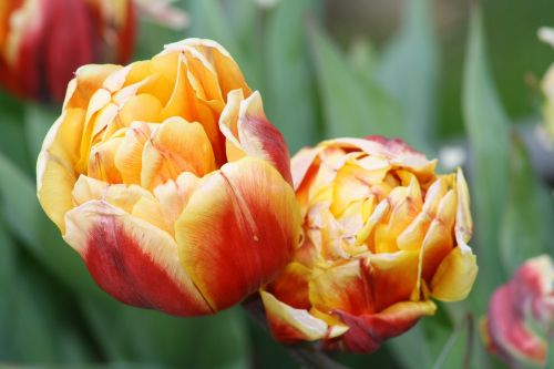 tulips flower colorful