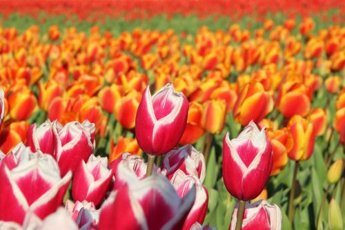 tulips field flower