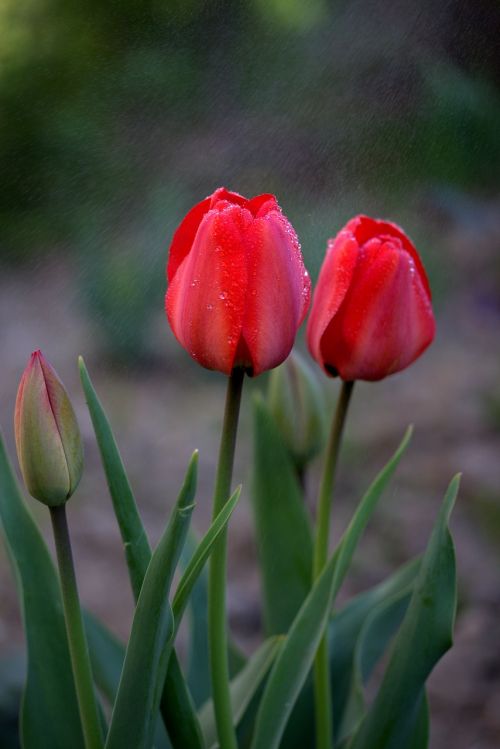 tulips red rain