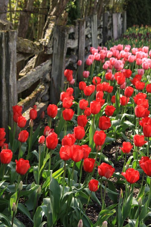 tulips fence flowers