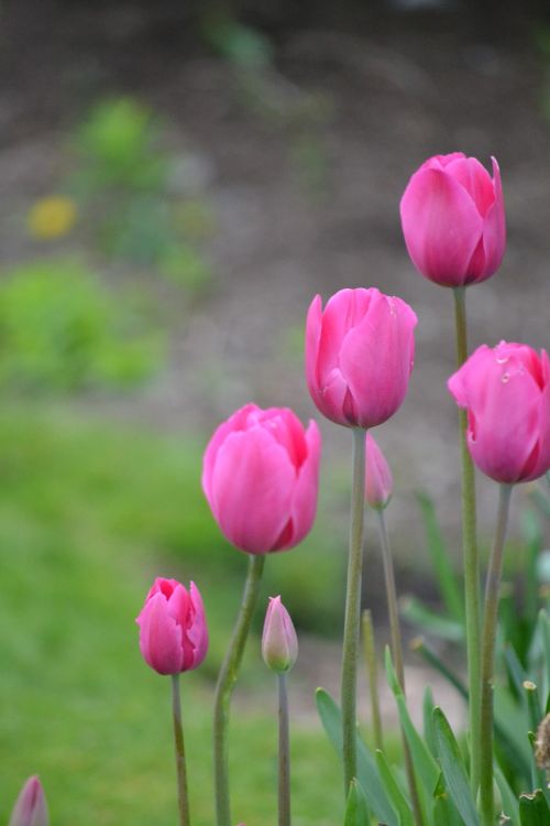 tulips pink bloom