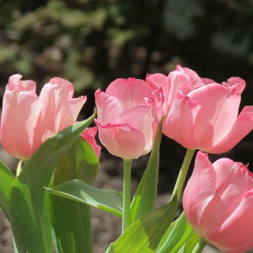 tulips flower pink