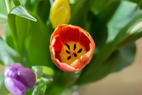 tulips federal government bouquet