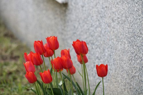 tulips flower rossi