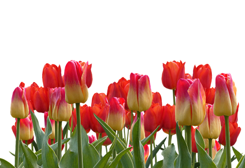 tulips spring nature