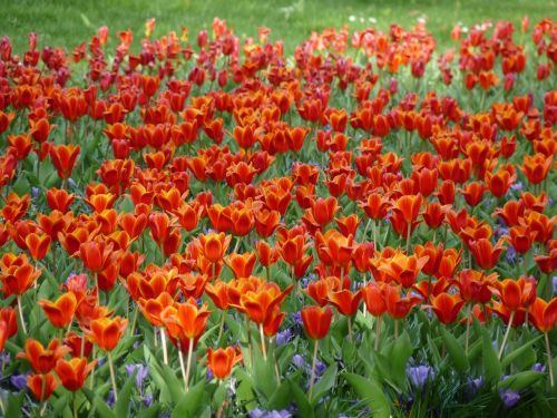 tulips flowers red