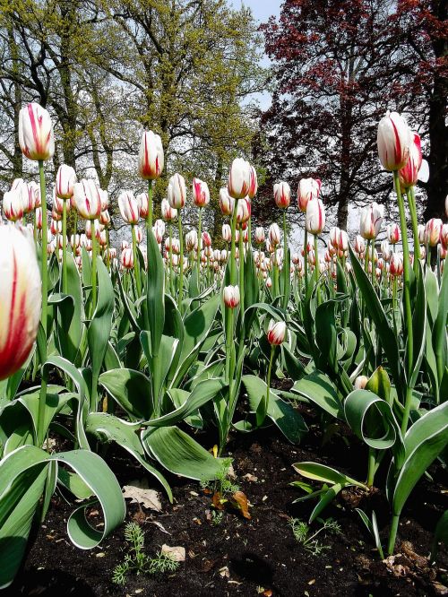 tulips red white