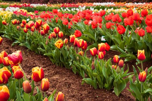 tulips red field