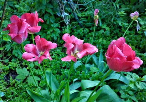 tulips flowers garden