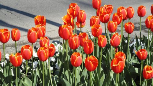 tulips tulip bed flower bed