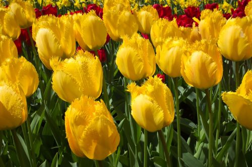 tulips flowers yellow