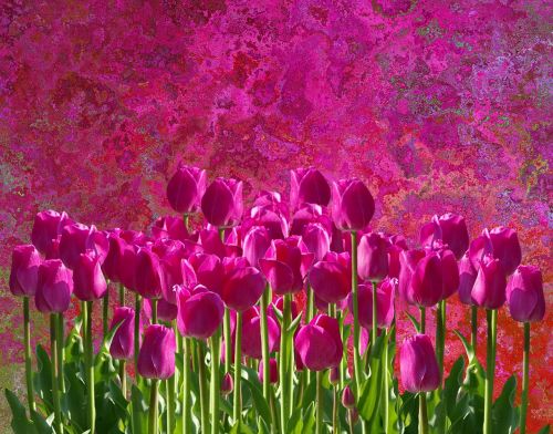 tulips spring nature