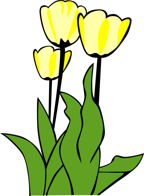 tulips flowers plant