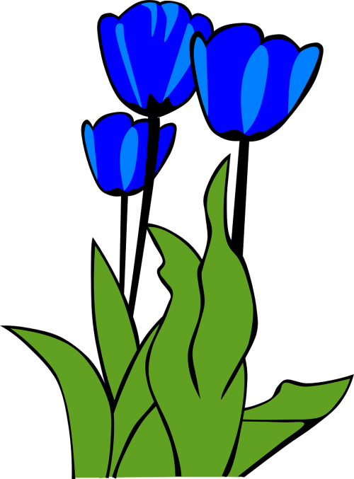 tulips flowers plant