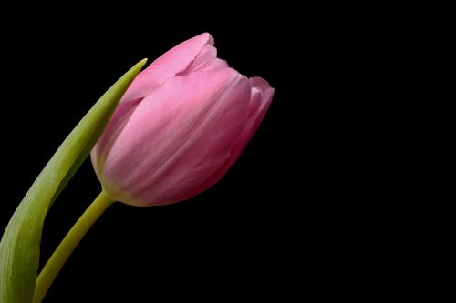 tulips flowers leaves