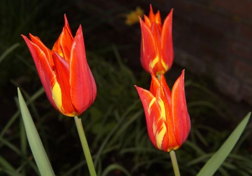 tulips lily family flowers