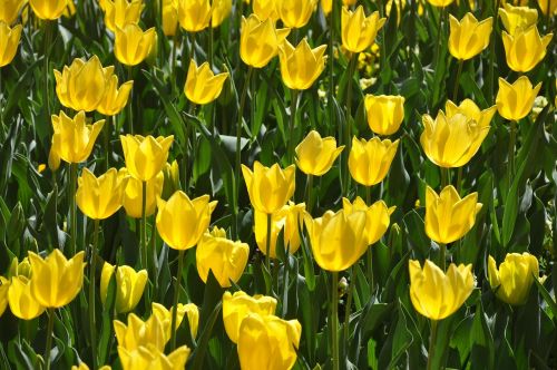 tulips yellow bloom