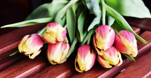 tulips flowers flower