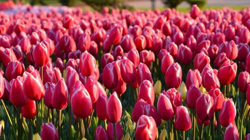 tulips red macro