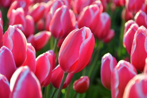 tulips red macro