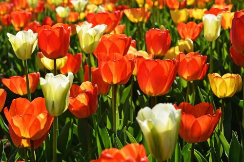 tulips red macro