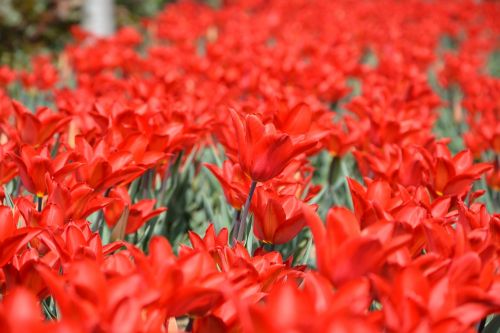 tulips red macro