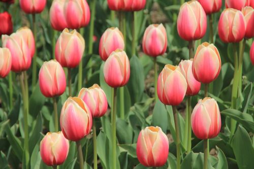 tulips tulip fields holland
