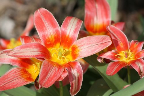 tulips open light red