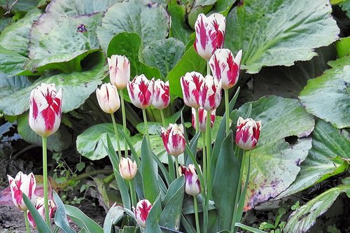 tulips  plant  nature