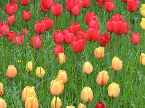 tulips red yellow