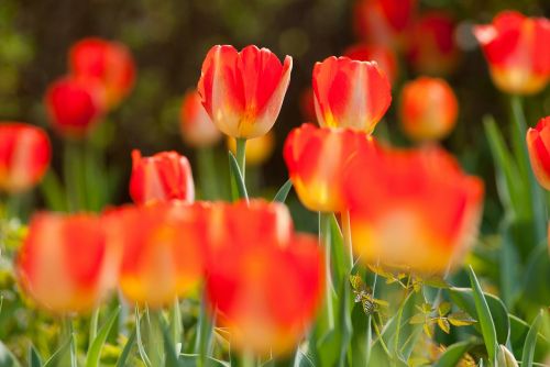 tulips wildflower flower