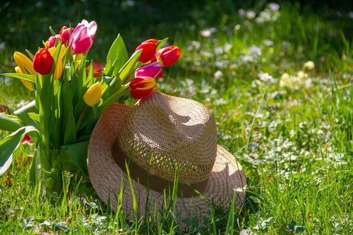 tulips  flower  hat